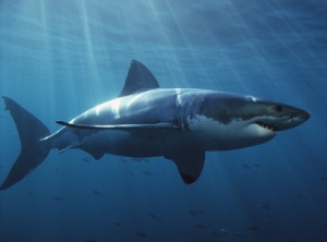 a shark swimming